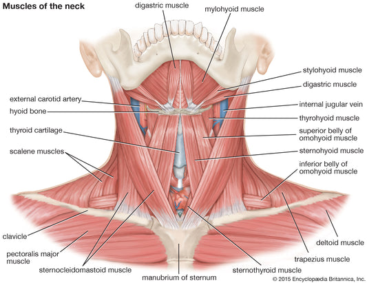Major Muscles of the Neck