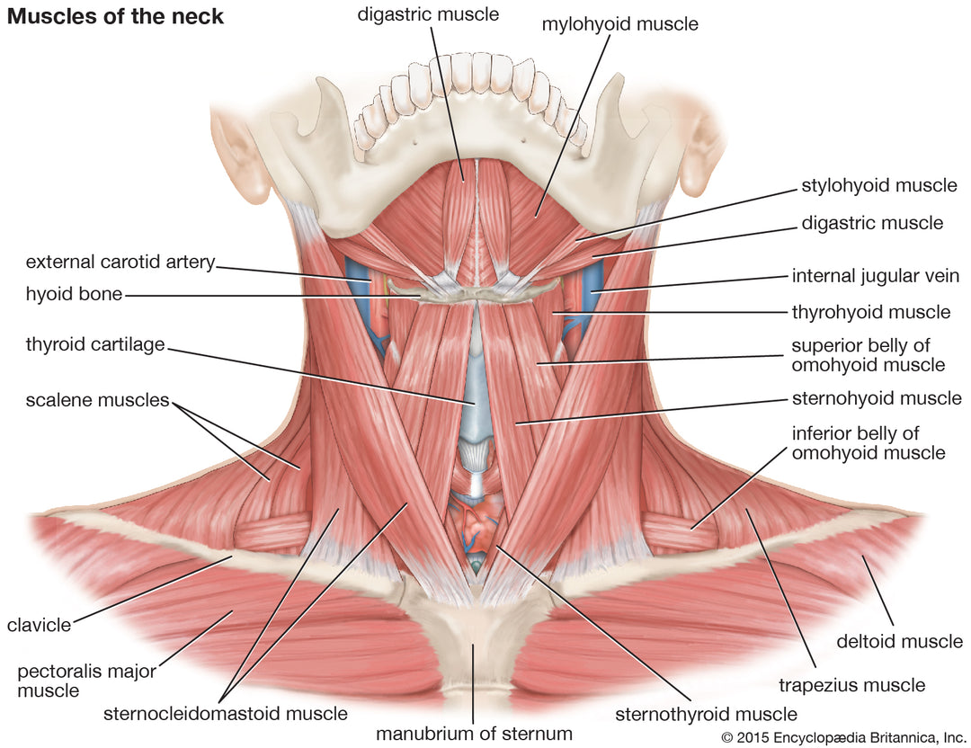 Major Muscles of the Neck